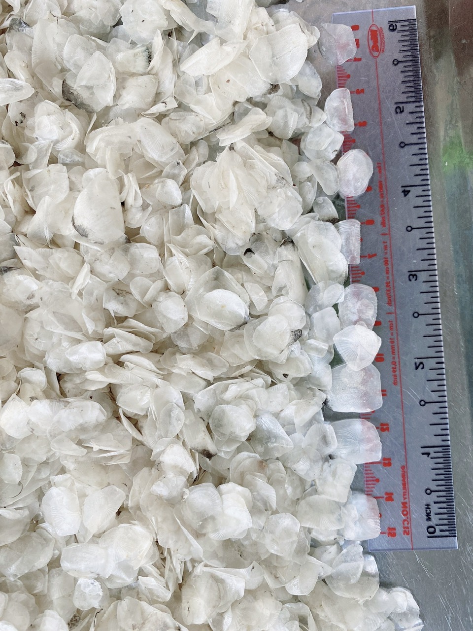 Vảy cá nguyên liệu close-up