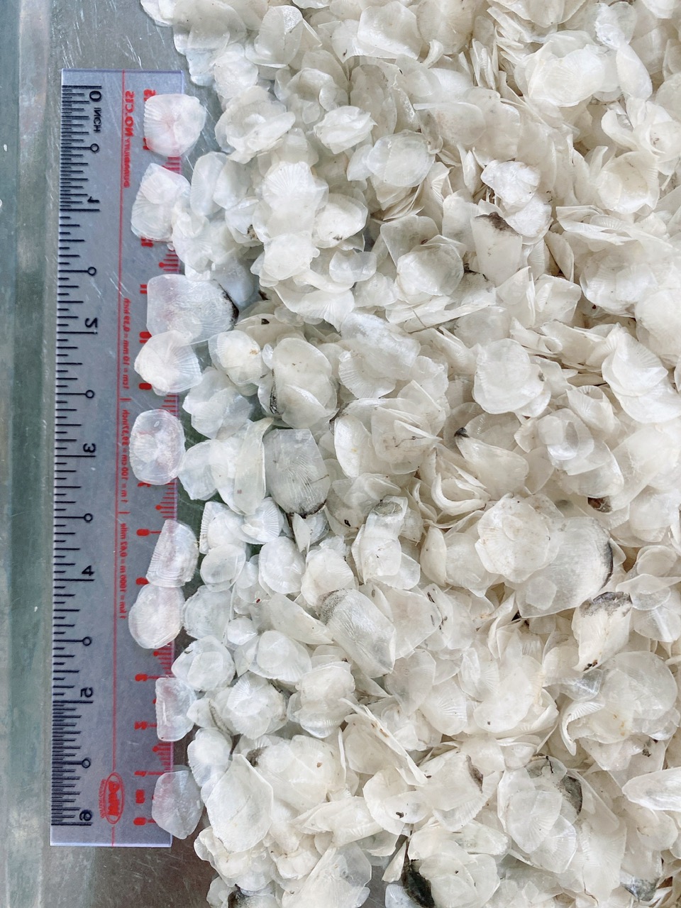 Kiểm tra chất lượng vảy cá